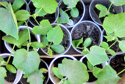 Синоптик Макарова: раннее открытие дачного сезона угрожает рассаде