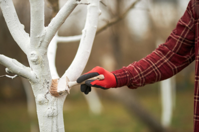 Белить или не белить деревья весной: разрешаем вечный спор садоводов
