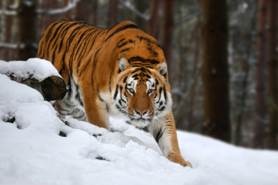 Амурский тигр загрыз охотника в Приморском крае