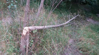 В Алматы неизвестные срубили и повредили деревья вдоль Малой Алматинки   Дополнено