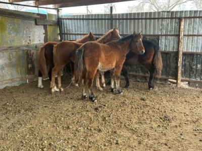 Сельчанин украл лошадей чтобы рассчитаться с долгами