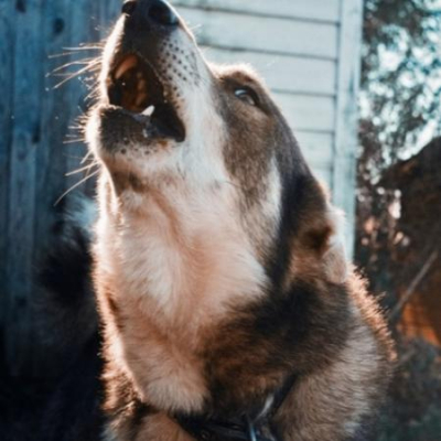 Пенсионер попал в больницу после нападения собак в Зеленодольском районе