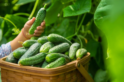Не сажайте огурцы, пока не положите это в лунку: убирает горечь, делает плоды хрустящими и сладкими