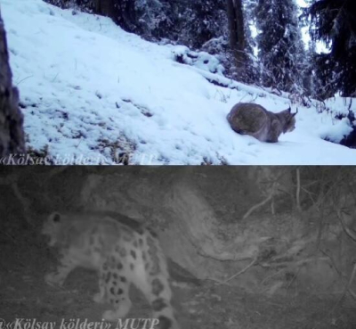 Снежного барса и туркестанскую рысь засняли фотоловушки на Кольсайских озерах  