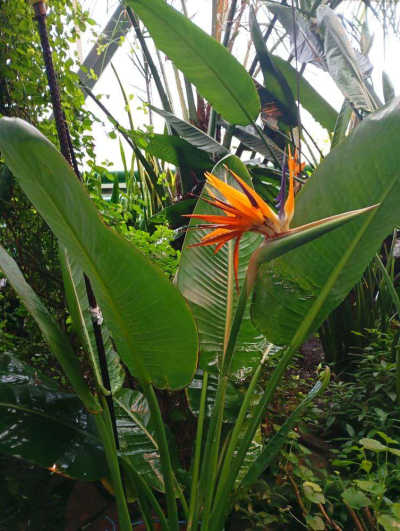 «Райская птица» зацвела в Северном Казахстане