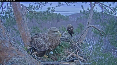 Добрый знак нового сезона: в парке "Нижняя Кама" у пары орланов появилось первое яйцо 22/04/2026 &ndash; Новости
