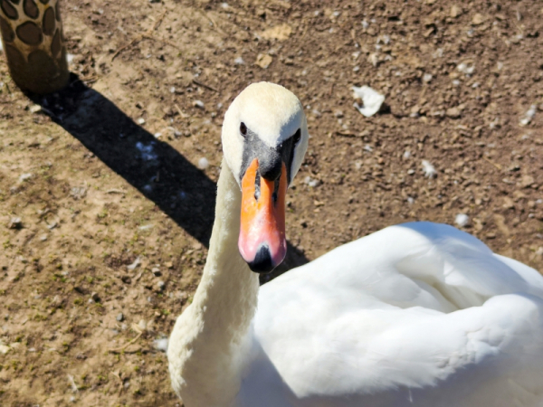 &laquo;Очень переживаем, жалко лебедя&raquo;: в Старопышминске нашли мертвую птицу &ndash; подозревают браконьеров