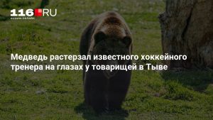Медведь растерзал известного хоккейного тренера на глазах у товарищей в Тыве