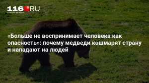 «Больше не воспринимает человека как опасность»: почему медведи кошмарят страну и нападают на людей