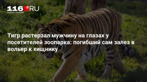 Тигр растерзал мужчину на глазах у посетителей зоопарка: погибший сам залез в вольер к хищнику