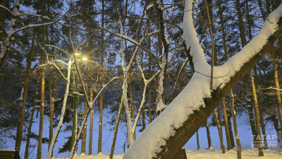 Почти в 1,5 раза увеличат финансирование лесовосстановления в Татарстане в 2026 году